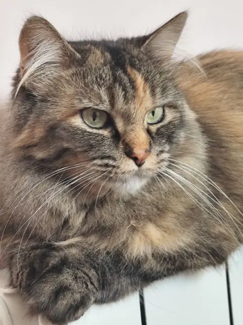 chatte lost    Cherbourg-en-Cotentin Pixel