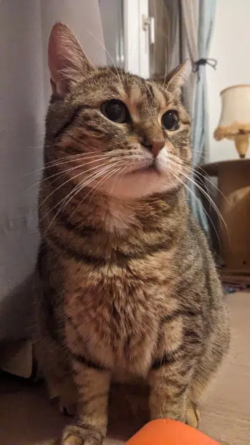 chatte lost   50700 Saussemesnil Plume