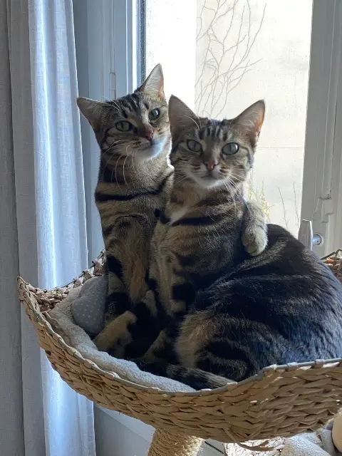 chatte lost   50610 Jullouville Rey