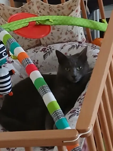 chatte lost   50140 Romagny Fontenay Nana