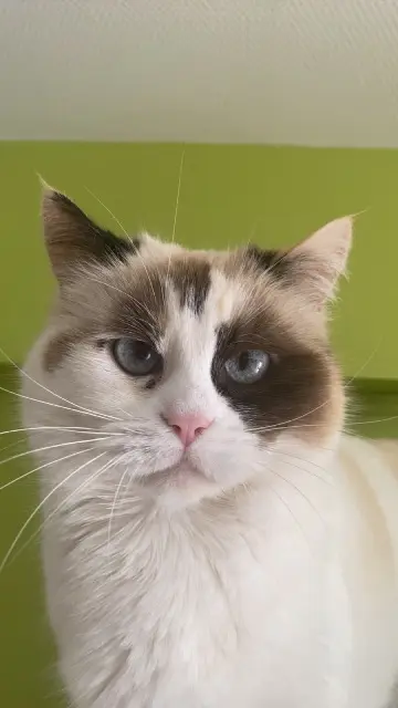 chatte lost   50160 Saint-Amand-Villages Mya