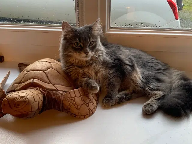 chatte lost   50490 Saint-Sauveur-Villages Rubis