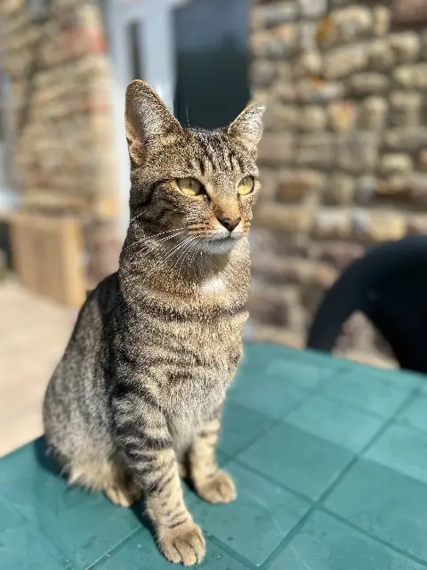 chatte lost   50320 Folligny Sansa