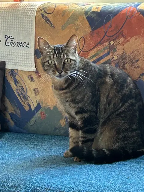 chatte lost   50530 Saint-Jean-le-Thomas Simba