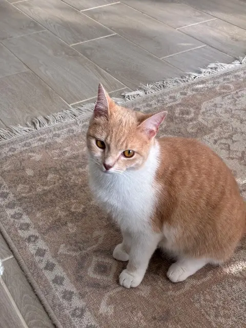 chatte lost   50340 Siouville-Hague Siou