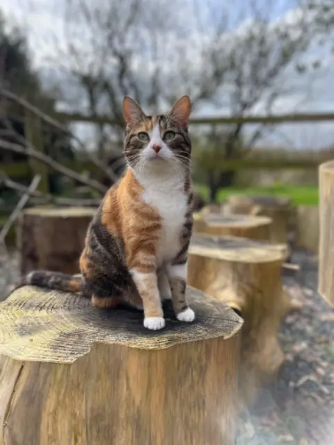 chatte lost   50810 Saint-Jean-d'Elle Tasha