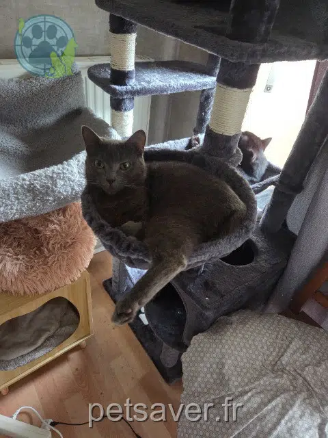 chatte lost 50700 Valognes Tina