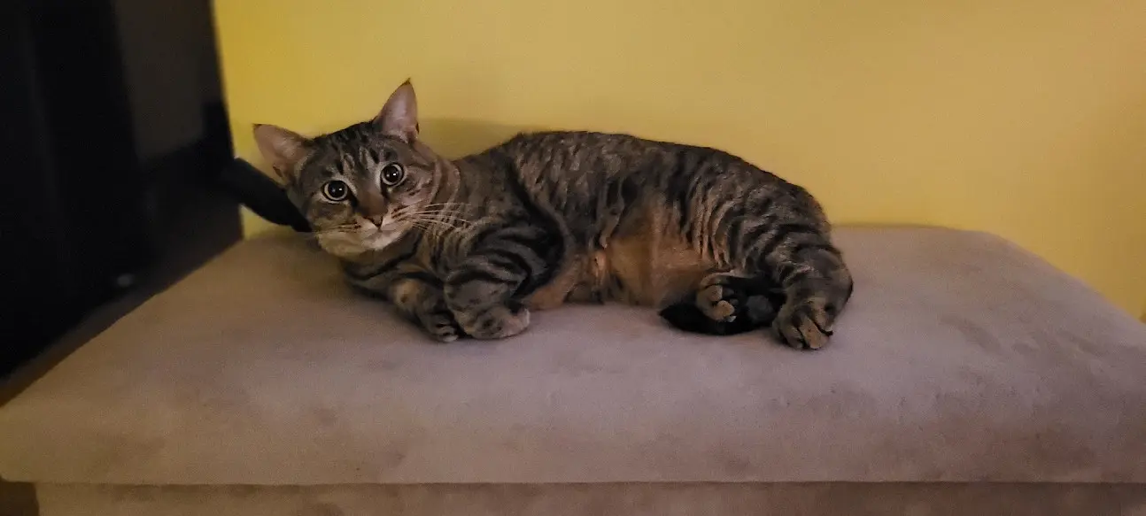 Chatte Perdue 50 Manche Torigny-les-Villes - Tia Chatte Perdue 50 Manche Torigny-les-Villes - Tia