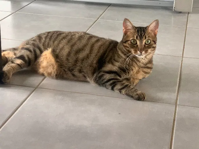 Chatte Perdue 50 Manche - Truffe Chatte Perdue 50 Manche - Truffe