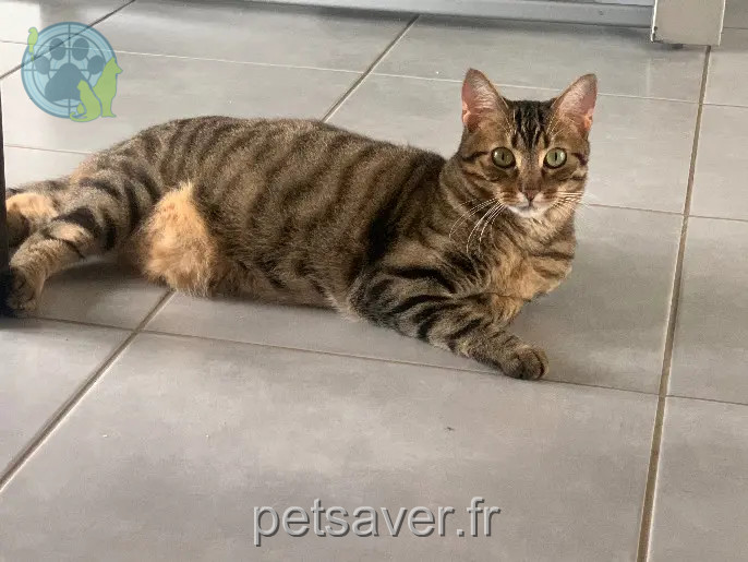 Chatte Perdue 50 Manche - Truffe Chatte Perdue 50 Manche - Truffe