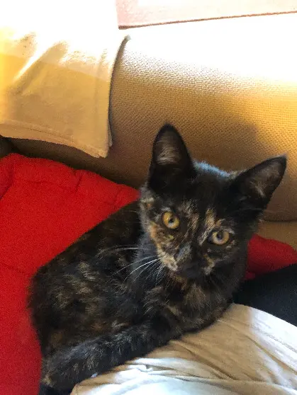 Chatte Perdue 50 Manche - Vanille Chatte Perdue 50 Manche - Vanille