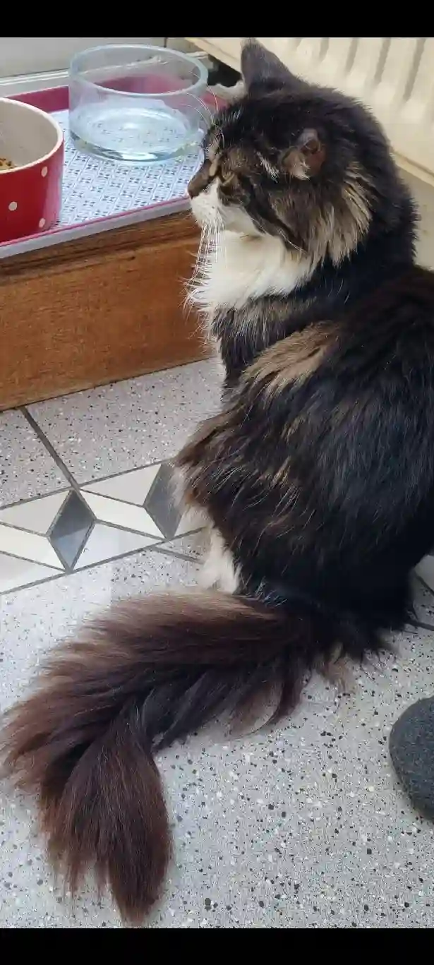 Chatte Perdue 50 Manche - Victoria Chatte Perdue 50 Manche - Victoria