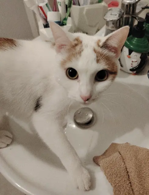 chatte lost   50250 La Haye YUKI