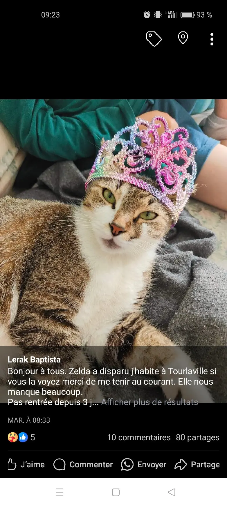 Chatte Perdue 50 Manche - Zelda Chatte Perdue 50 Manche - Zelda