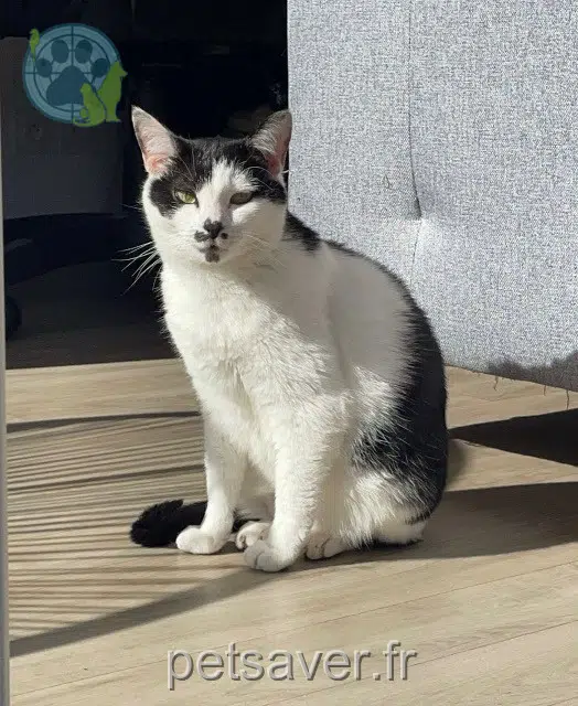 chatte lost   50000 Saint-Lô Zéphyr