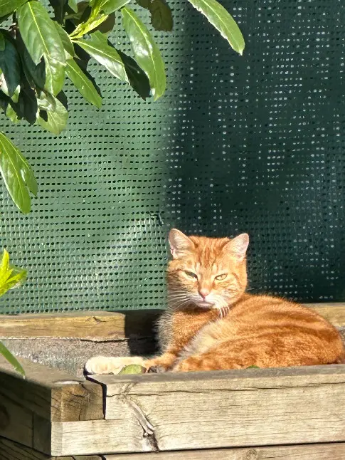 Chatte Perdue 50 Manche Chatte Perdue 50 Manche