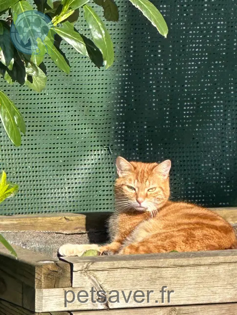 Chatte Perdue 50 Manche Chatte Perdue 50 Manche