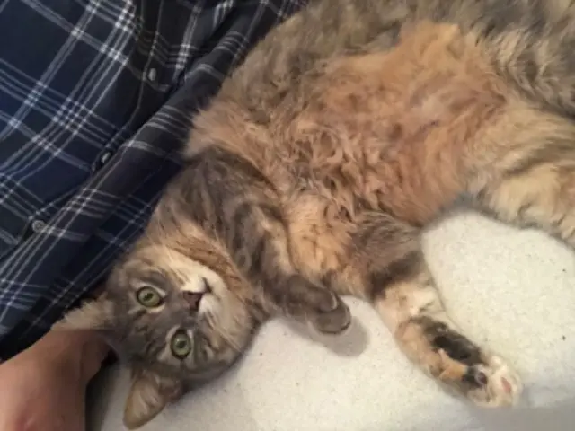 chatte lost   51140 Branscourt Akira