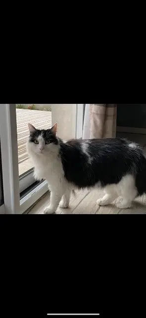 chatte lost   51390 Gueux Calie
