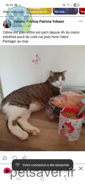gata lost   51000 Châlons-en-Champagne Caline