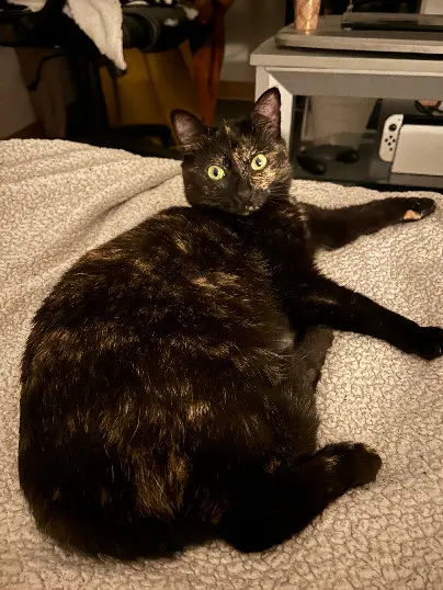 Chatte Perdue 51 Marne - Cannelle Chatte Perdue 51 Marne - Cannelle