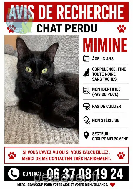 cat lost 51000 Châlons-en-Champagne Mimine