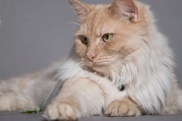 cat lost   51290 Sainte-Marie-du-Lac-Nuisement CREME