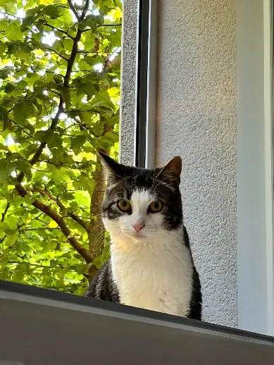Chatte Perdue 51 Marne Chatte Perdue 51 Marne