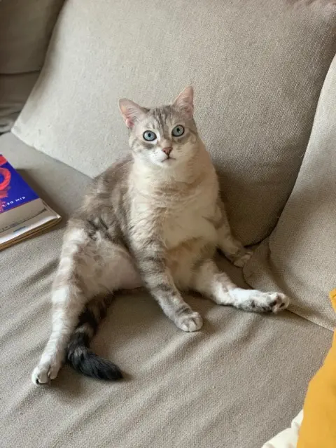 chatte lost   51370 Les Mesneux Ellie