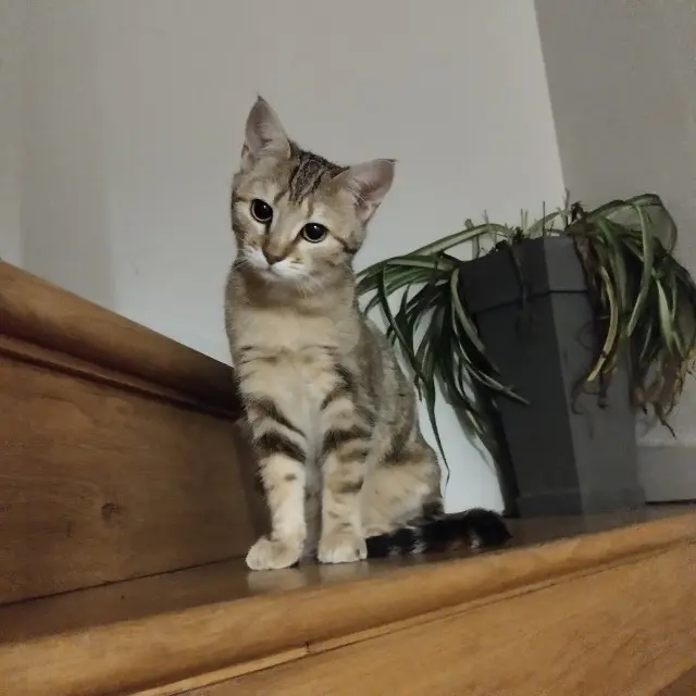 chatte lost   51300 Vitry-le-François Fifi
