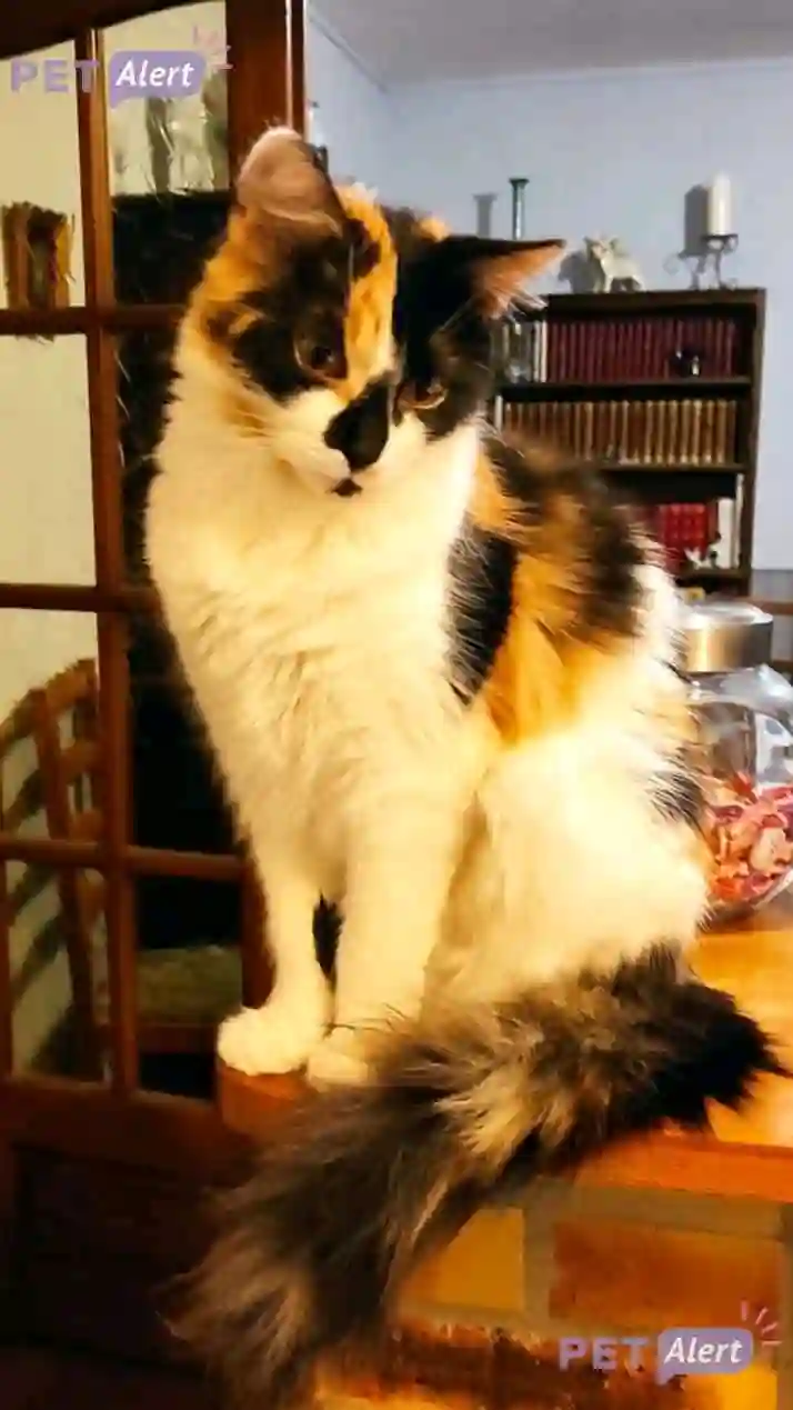 Chatte Perdue 51 Marne - Kira Chatte Perdue 51 Marne - Kira