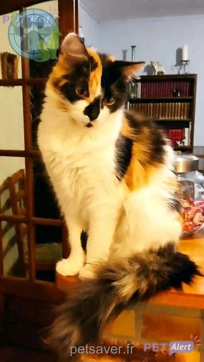 Chatte Perdue 51 Marne - Kira Chatte Perdue 51 Marne - Kira