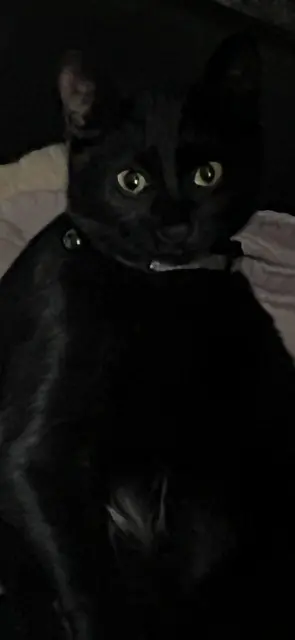 chatte lost   51120 Saudoy Kitty