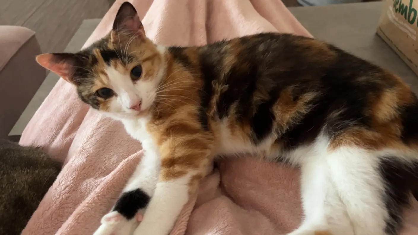 Chatte Perdue 51 Marne - Kity Chatte Perdue 51 Marne - Kity