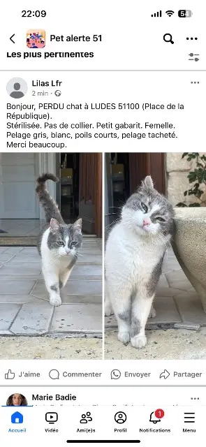 chatte lost   51500 Ludes Lilas