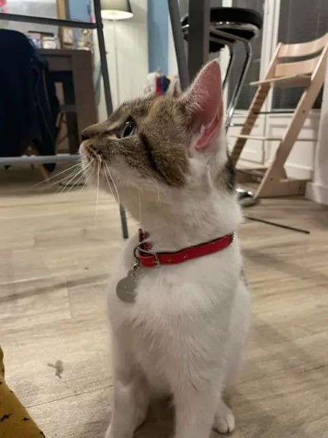chatte lost   51350 Cormontreuil Lucy
