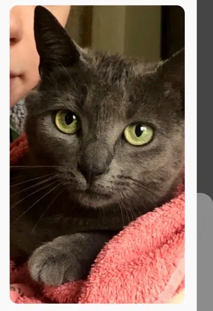 chatte lost   51430 Tinqueux Maya