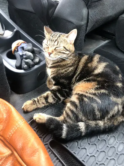 Chatte Perdue 51 Marne - Mimi Chatte Perdue 51 Marne - Mimi