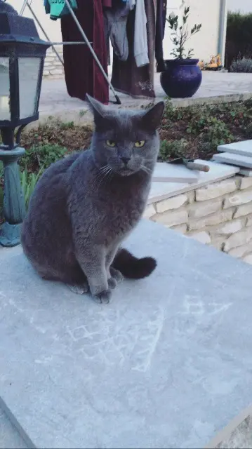 chatte lost   51300 Vauclerc Minette