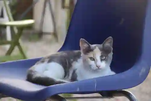 Chatte Perdue 51 Marne Chatte Perdue 51 Marne