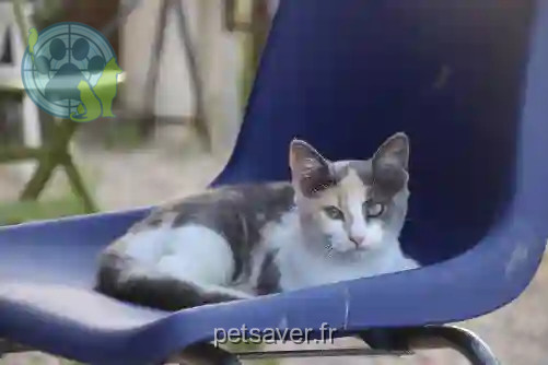 Chatte Perdue 51 Marne Chatte Perdue 51 Marne