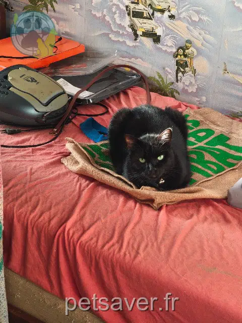 chatte lost   51240 Togny-aux-Bœufs Noirette