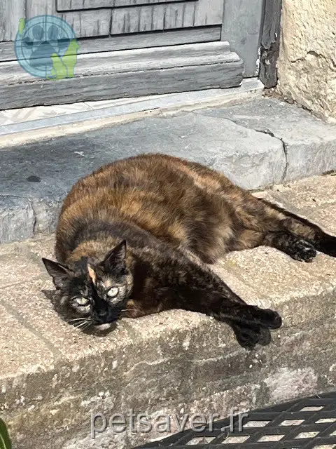 chatte lost 51490 Saint-Hilaire-le-Petit Oshi