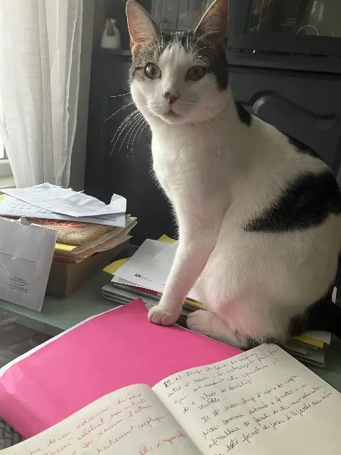 chatte lost   51220 Cormicy Paupiette