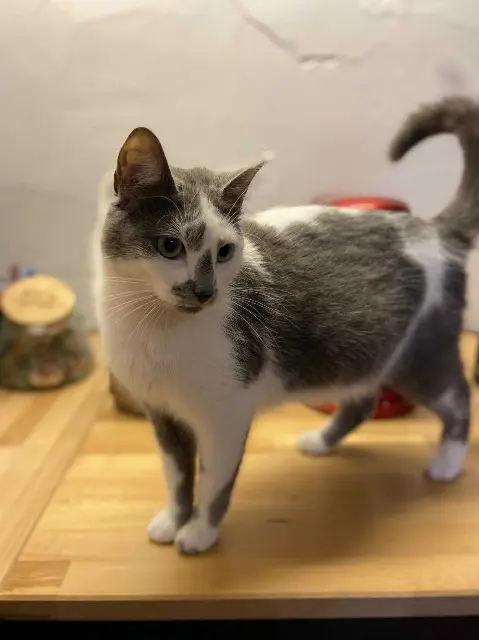 chatte lost   51260 Esclavolles-Lurey Plume