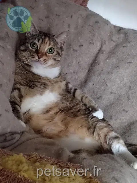 Katze lost 51800 Passavant-en-Argonne Plume