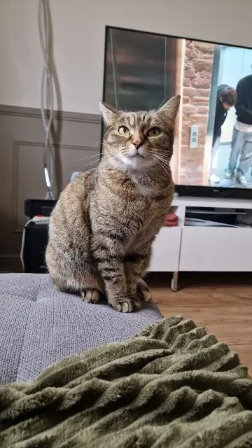 chatte lost   51150 Ambonnay Pépite