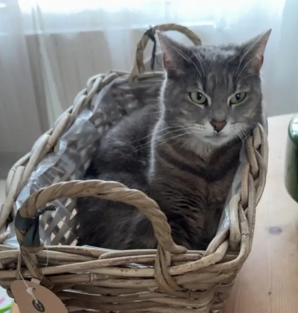 chatte lost   51170 Fismes Racaille