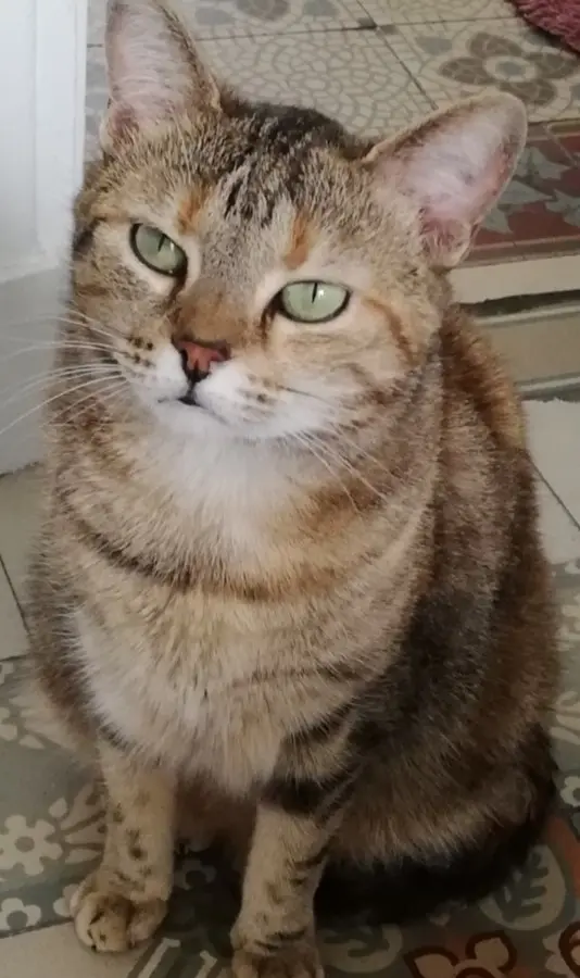 Chatte Perdue 51 Marne Reims Chatte Perdue 51 Marne Reims