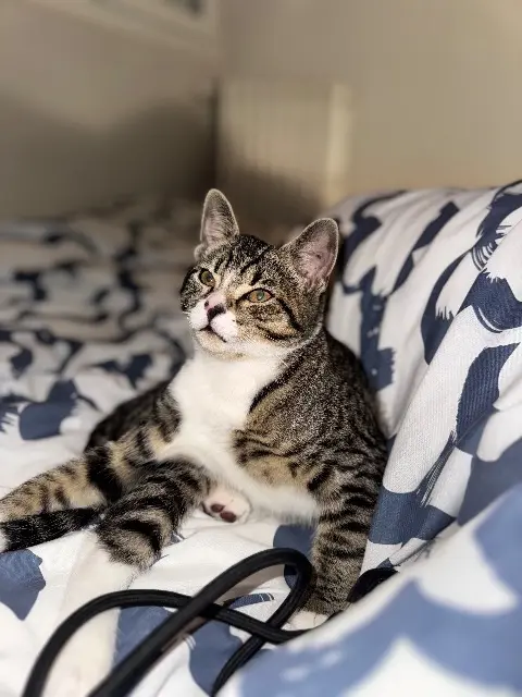 chatte lost   51100 Reims Aqua